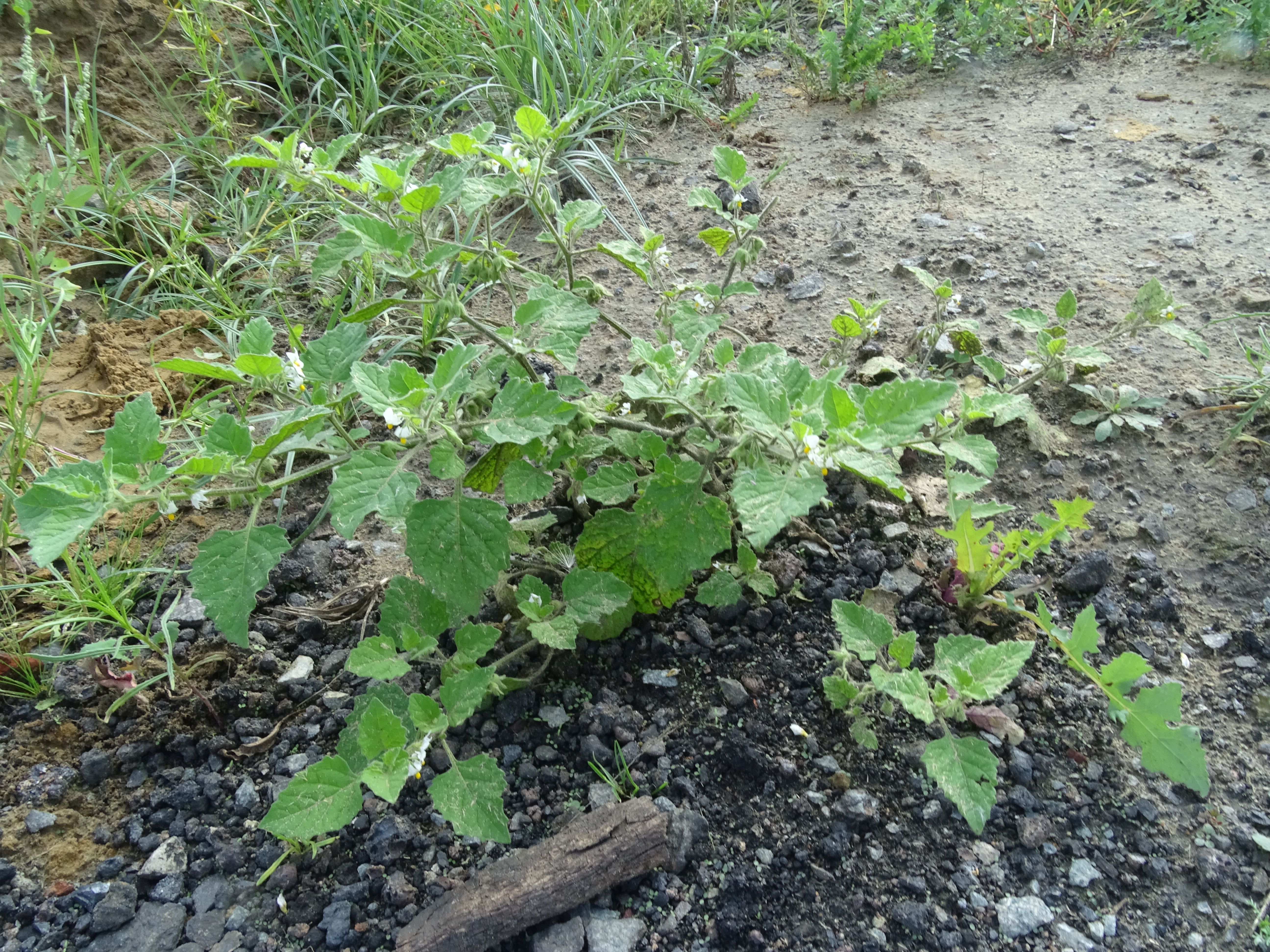 Solanum sarrachoides (door Lieuwe Haanstra)