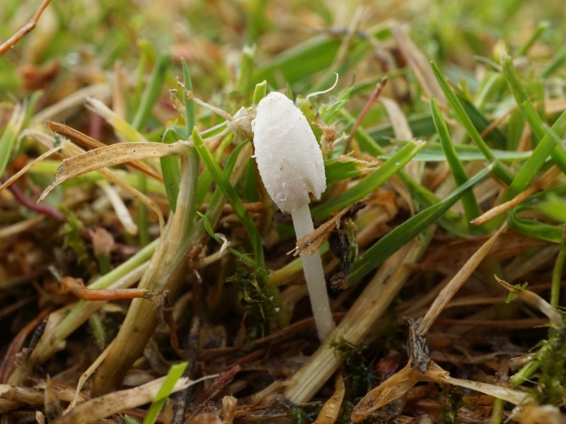 Coprinopsis phaeospora (door Marian Jagers)