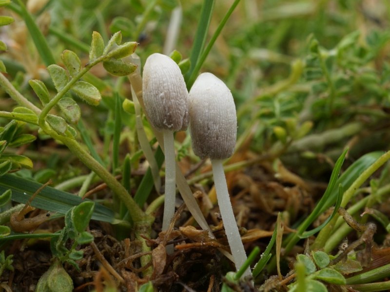 Coprinopsis phaeospora (door Marian Jagers)