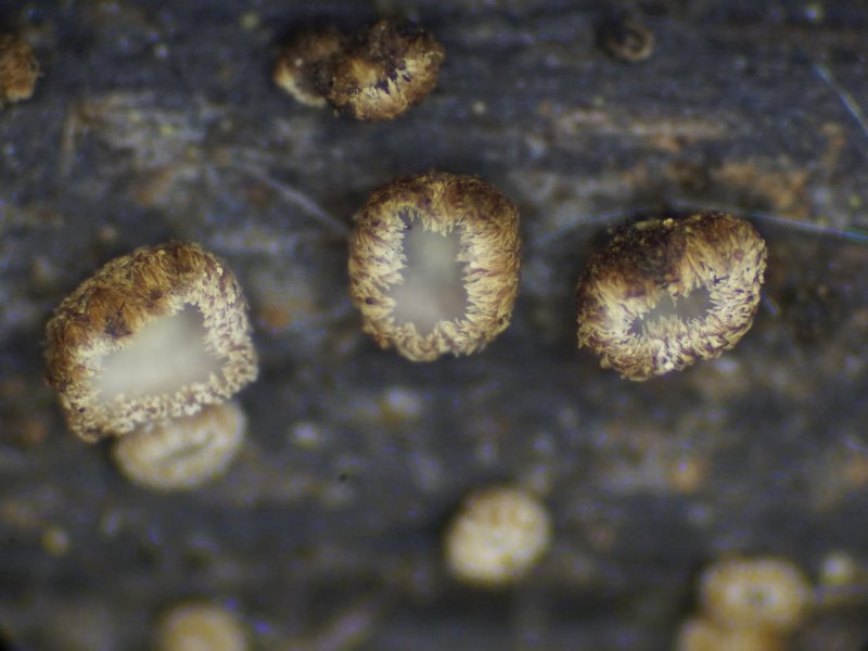 Merismodes bresadolae (door Marian Jagers)