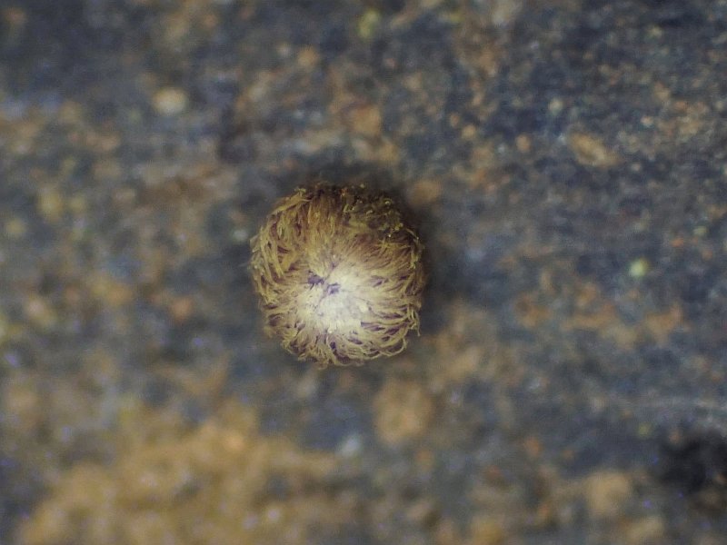 Merismodes bresadolae (door Marian Jagers)