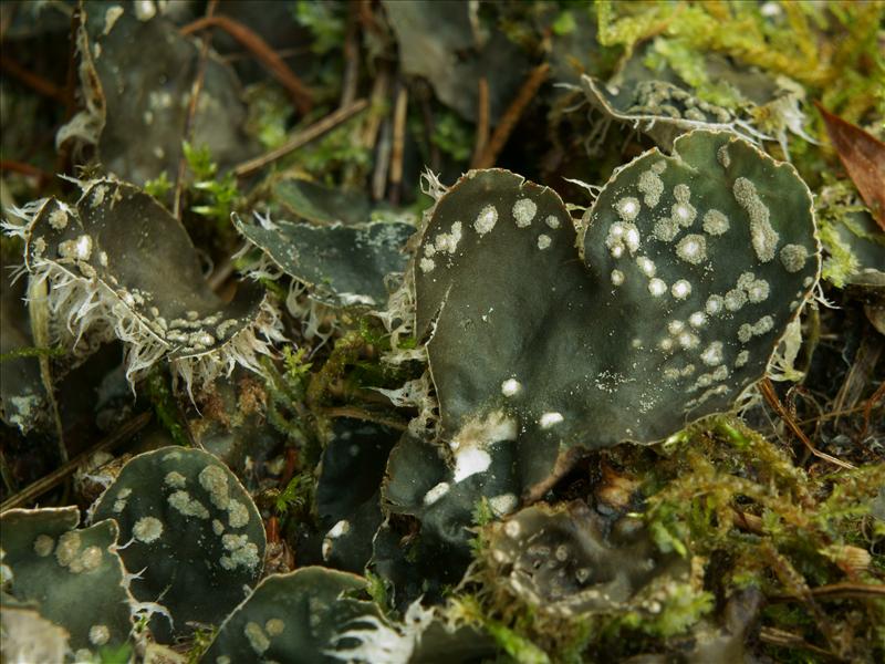 Peltigera didactyla (door Bert Oving)