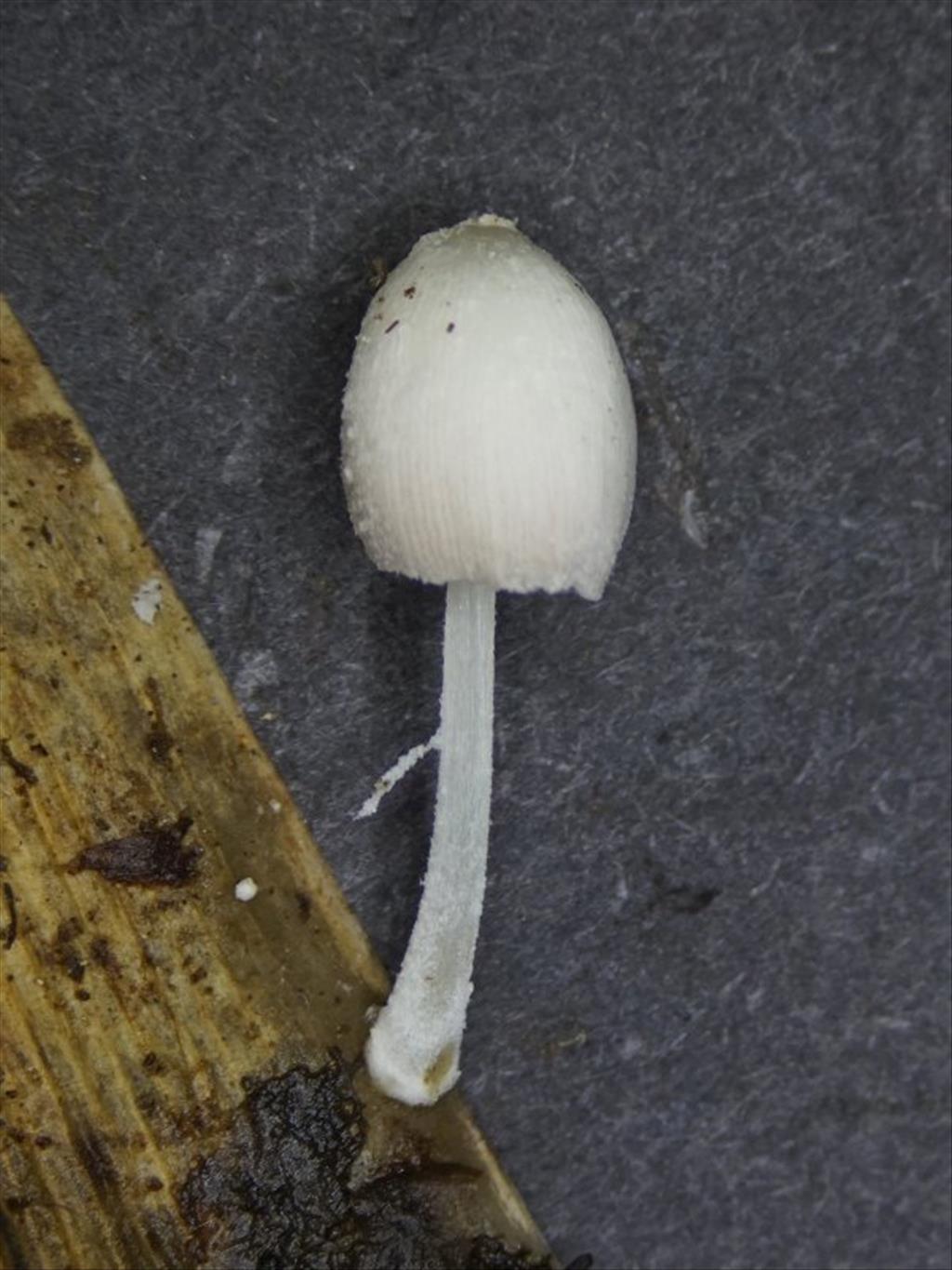 Coprinopsis urticicola var. urticicola (door Marian Jagers)