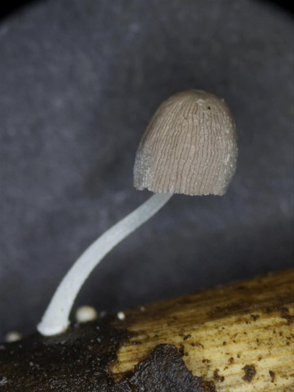 Coprinopsis urticicola var. urticicola (door Marian Jagers)