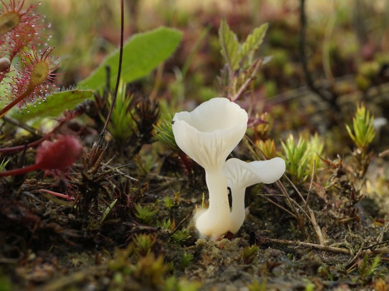 Omphalina mutila (door Marian Jagers)