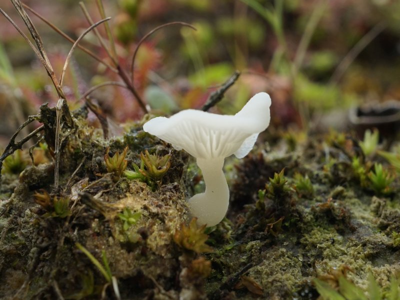 Omphalina mutila (door Marian Jagers)