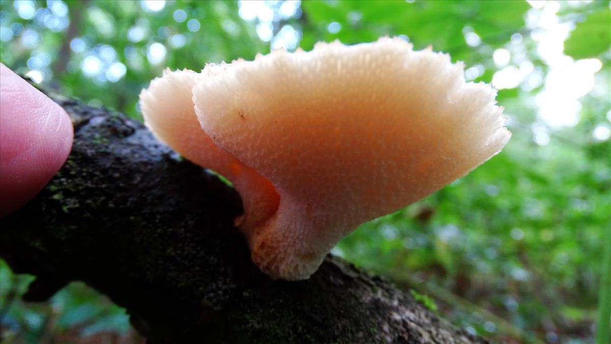 Polyporus tuberaster f. lentus (zonder sclerotium) (door N.Verkaik-de Haan)