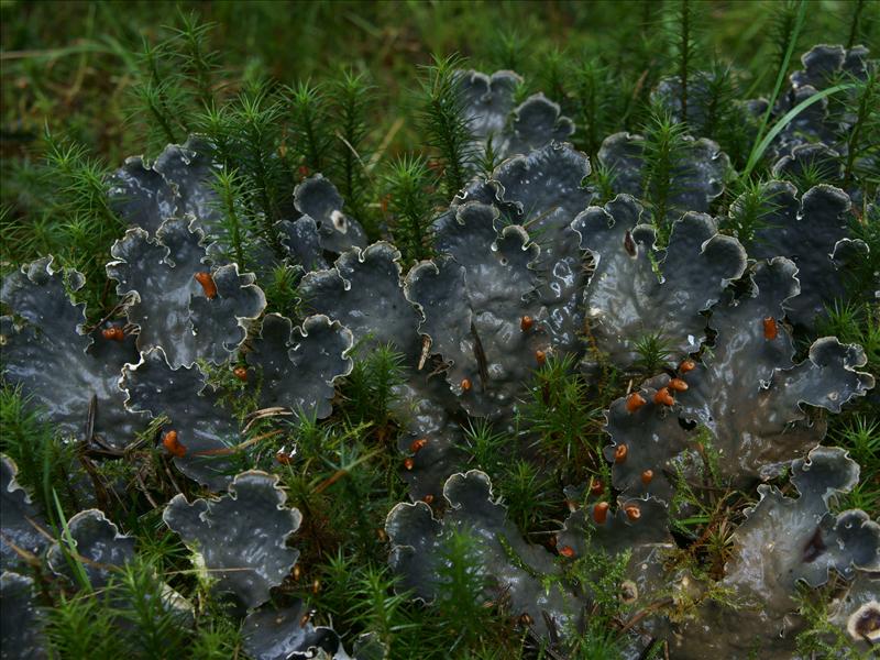 Peltigera hymenina (door Bert Oving)