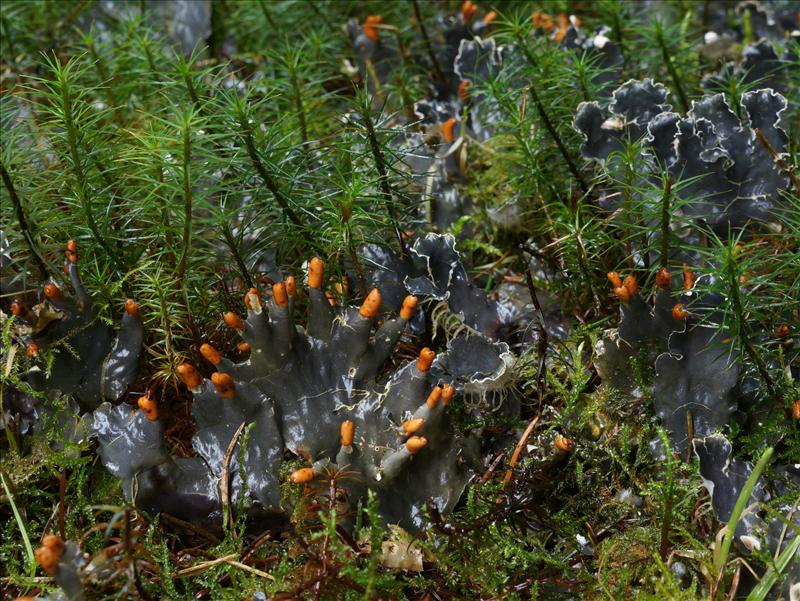 Peltigera hymenina (door Bert Oving)