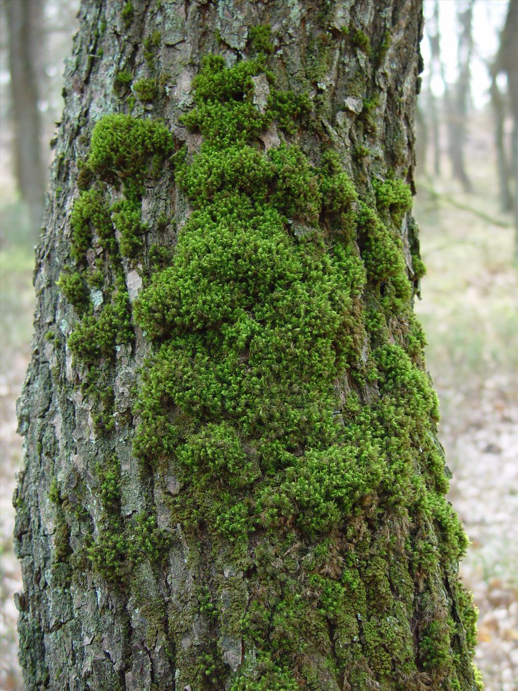 Dicranum fuscescens (door Rienk-Jan Bijlsma)