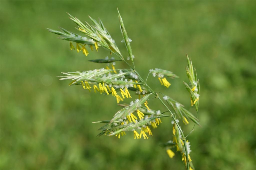 Bromopsis inermis subsp. inermis (door Joke Schaminée-Sluis)