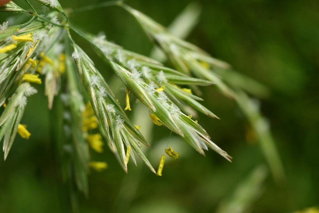 Bromopsis inermis subsp. inermis (door Joke Schaminée-Sluis)