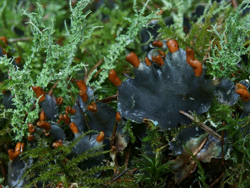 Peltigera hymenina (door Bert Oving)