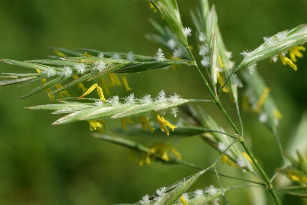 Bromopsis inermis subsp. inermis (door Joke Schaminée-Sluis)