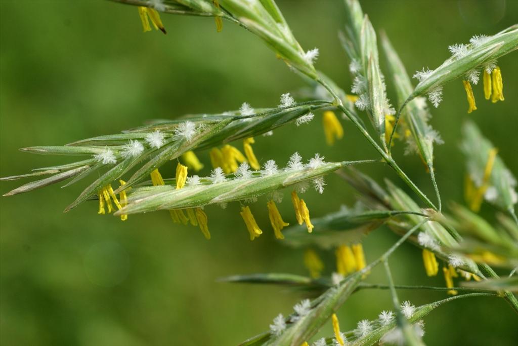 Bromopsis inermis subsp. inermis (door Joke Schaminée-Sluis)