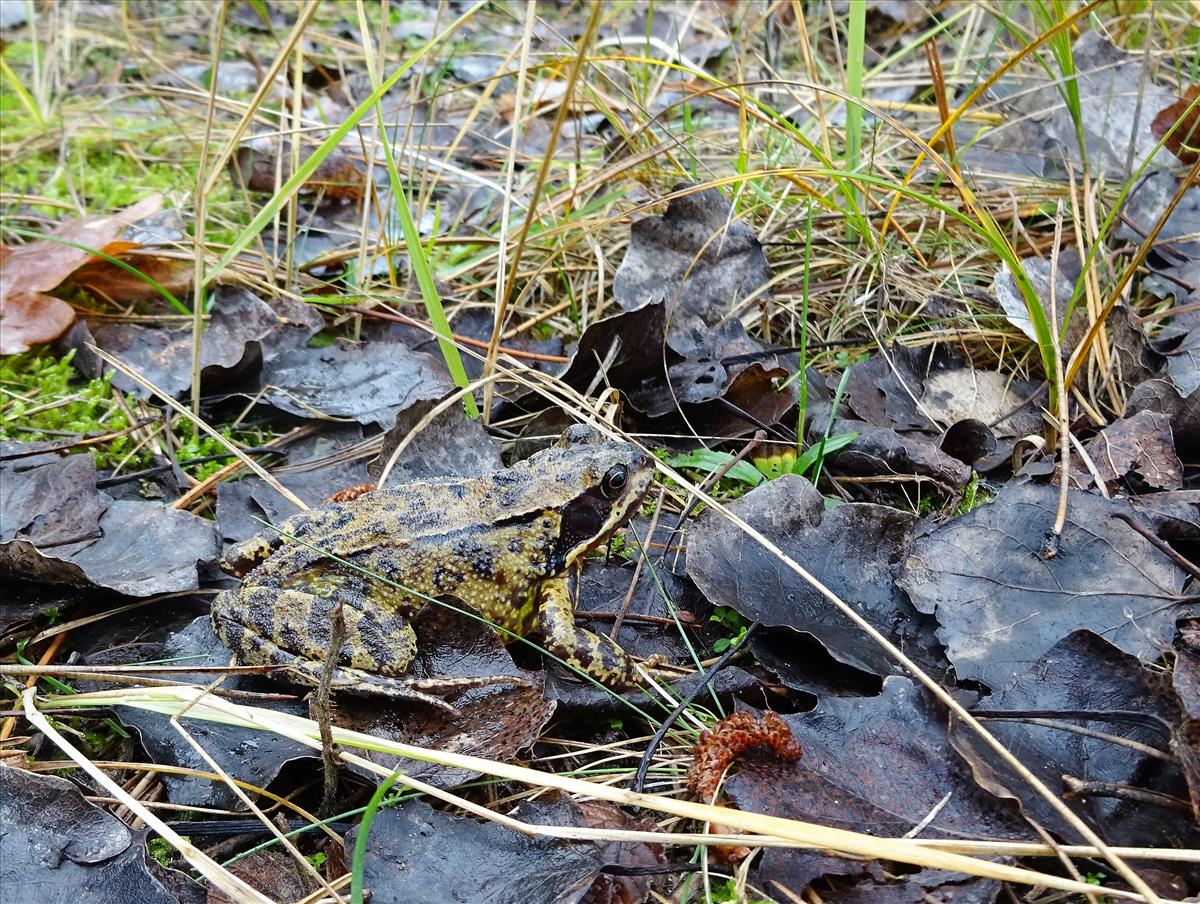 Rana temporaria (door Natascha Nachbar)