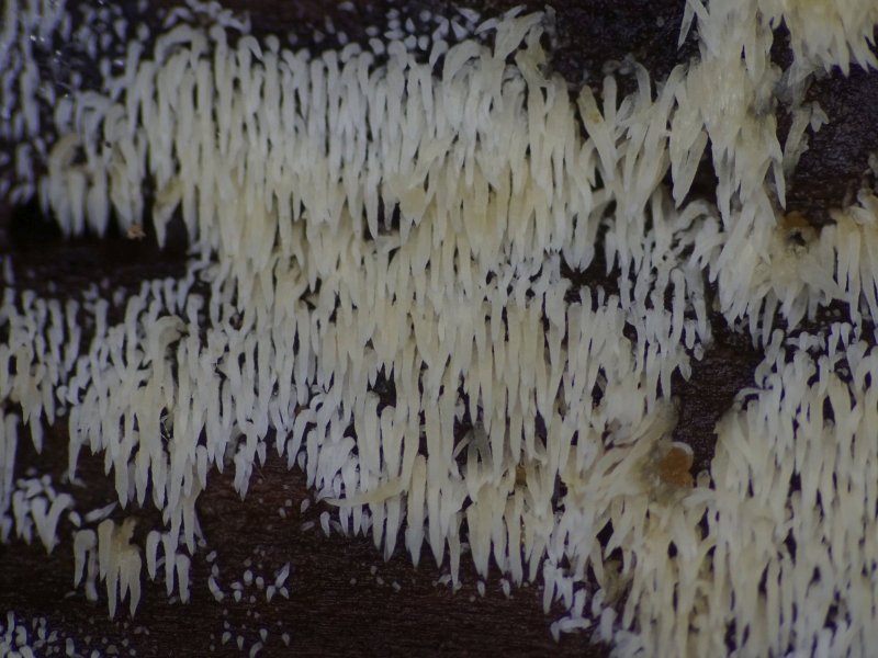 Mucronella calva (door Marian Jagers)