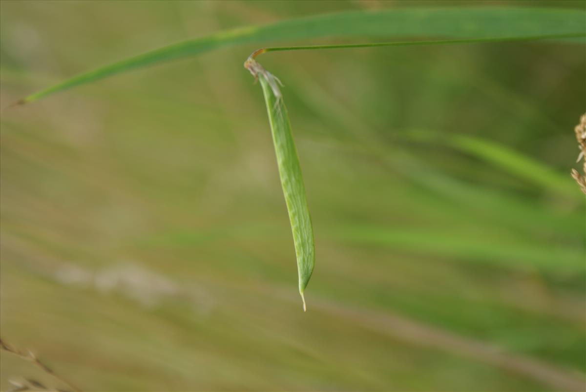 Lathyrus nissolia (door Wim Blok)