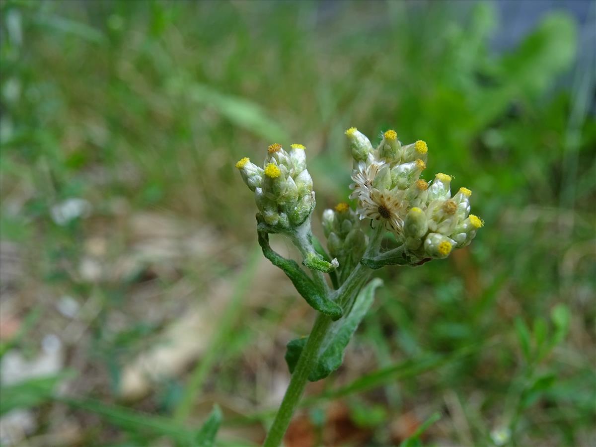 Pseudognaphalium undulatum (door Lieuwe Haanstra)