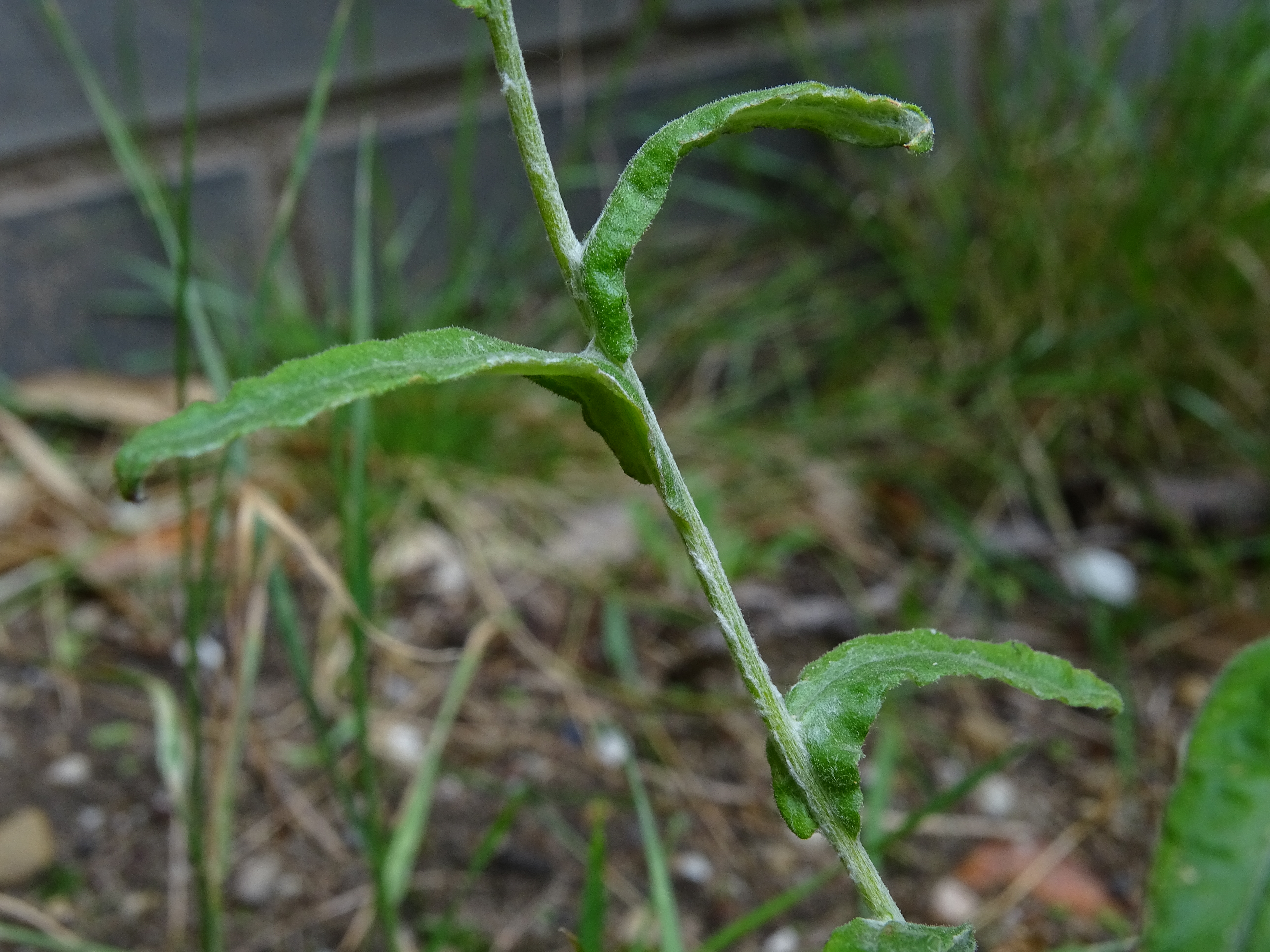 Pseudognaphalium undulatum (door Lieuwe Haanstra)