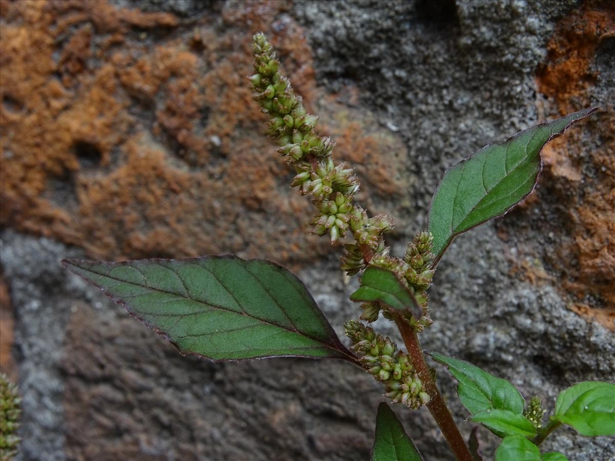 Amaranthus deflexus (door Lieuwe Haanstra)