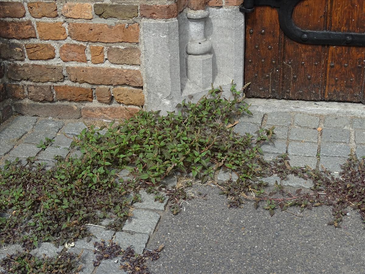 Amaranthus deflexus (door Lieuwe Haanstra)