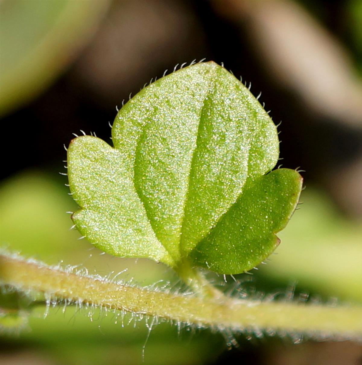 Veronica sublobata (door Sonja Bouwman)