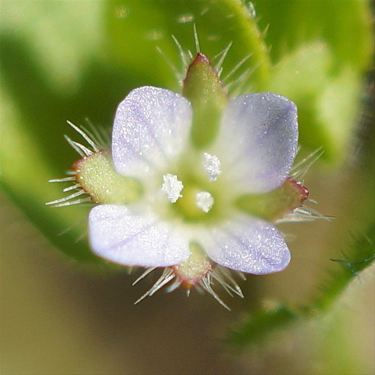 Veronica sublobata (door Sonja Bouwman)