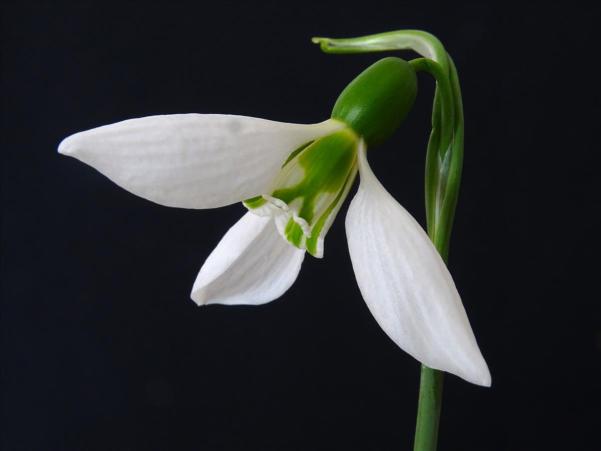 Galanthus elwesii (door Lieuwe Haanstra)