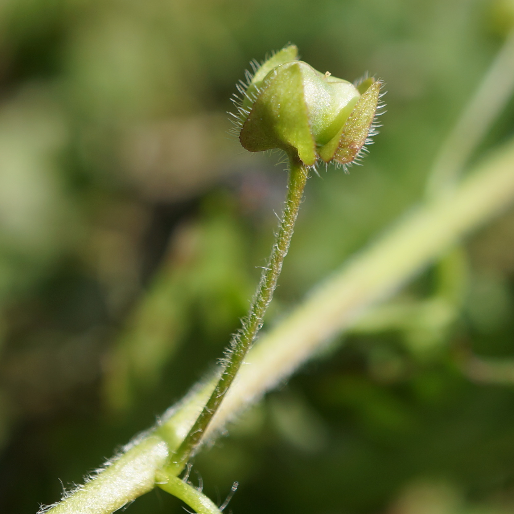 Veronica sublobata (door Sonja Bouwman)