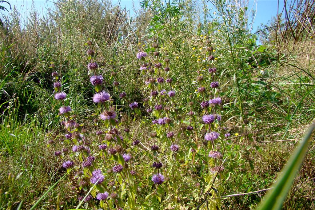 Mentha pulegium (door Joop Verburg)