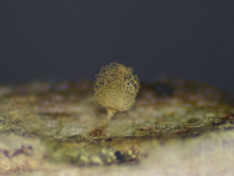 Arcyria pomiformis (door Marian Jagers)