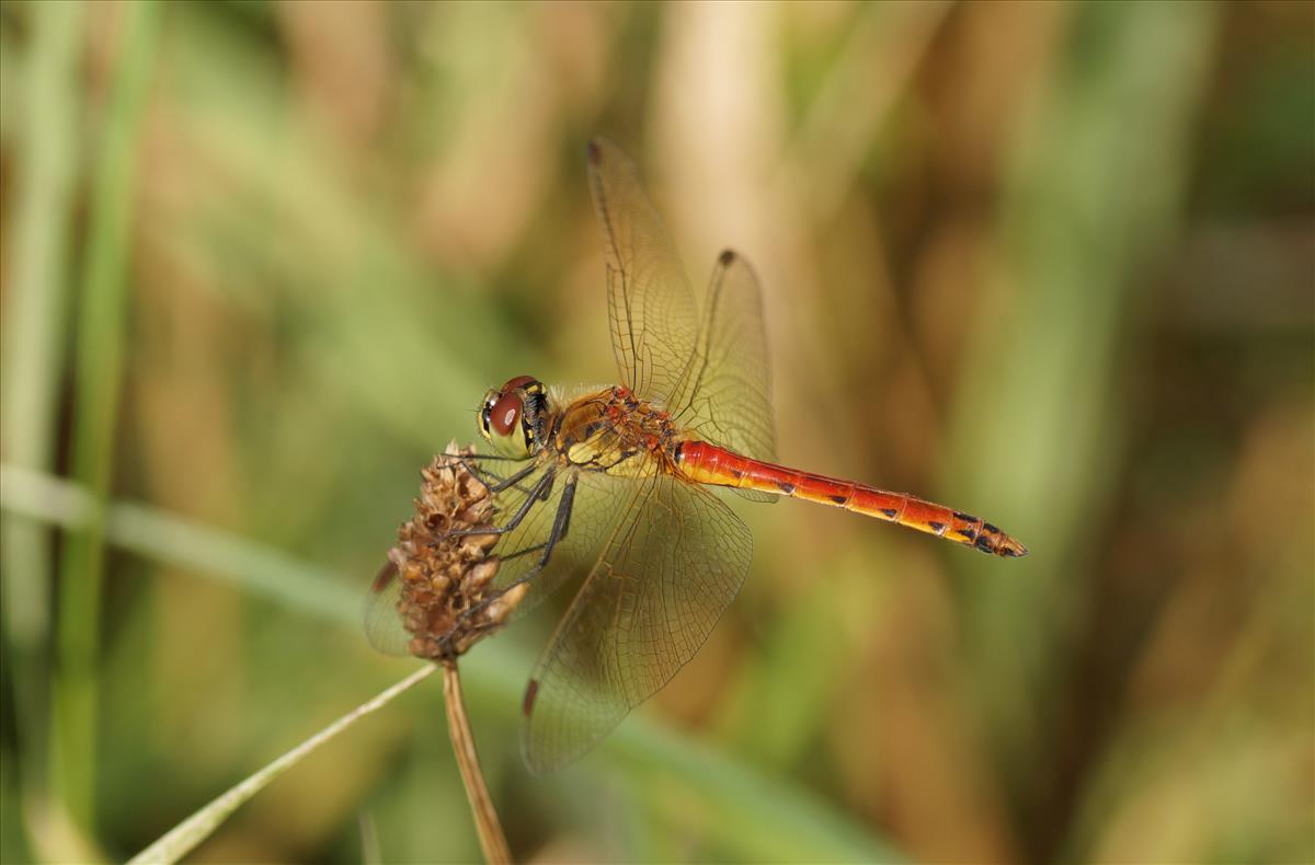 Sympetrum depressiusculum (door Jelle Bakker)