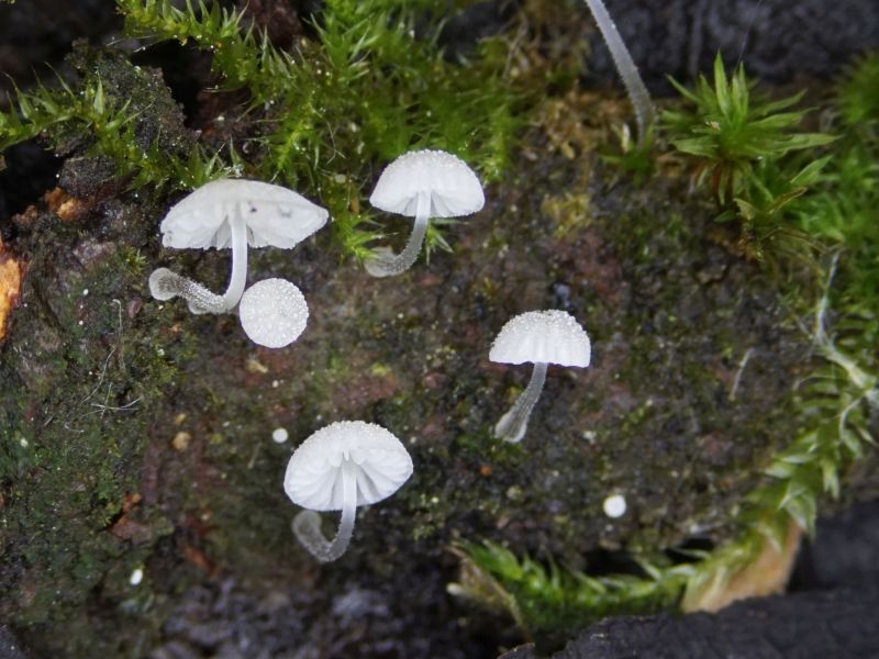 Mycena adscendens (door Marian Jagers)