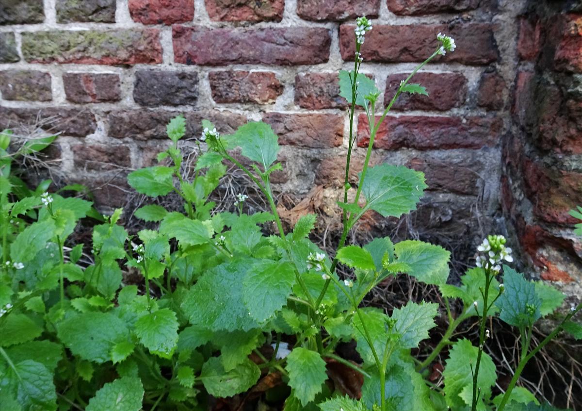 Crambe hispanica subsp. abyssinica (door Jelle van Dijk)