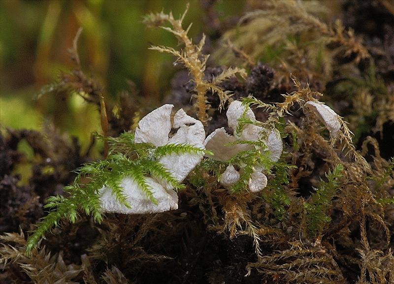 Rimbachia bryophila (door Henk Remijn)