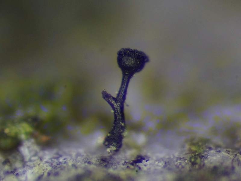 Stenocybe pullatula (door Marian Jagers)