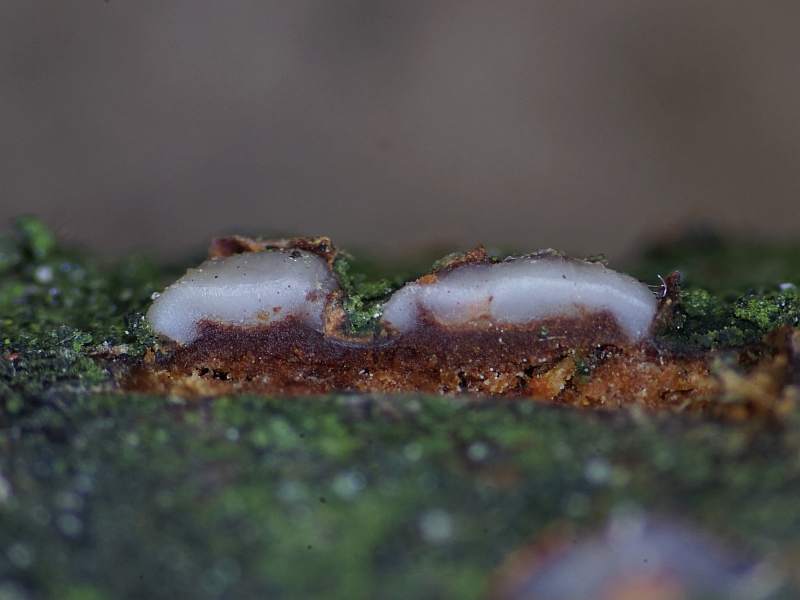 Achroomyces disciformis (door Marian Jagers)