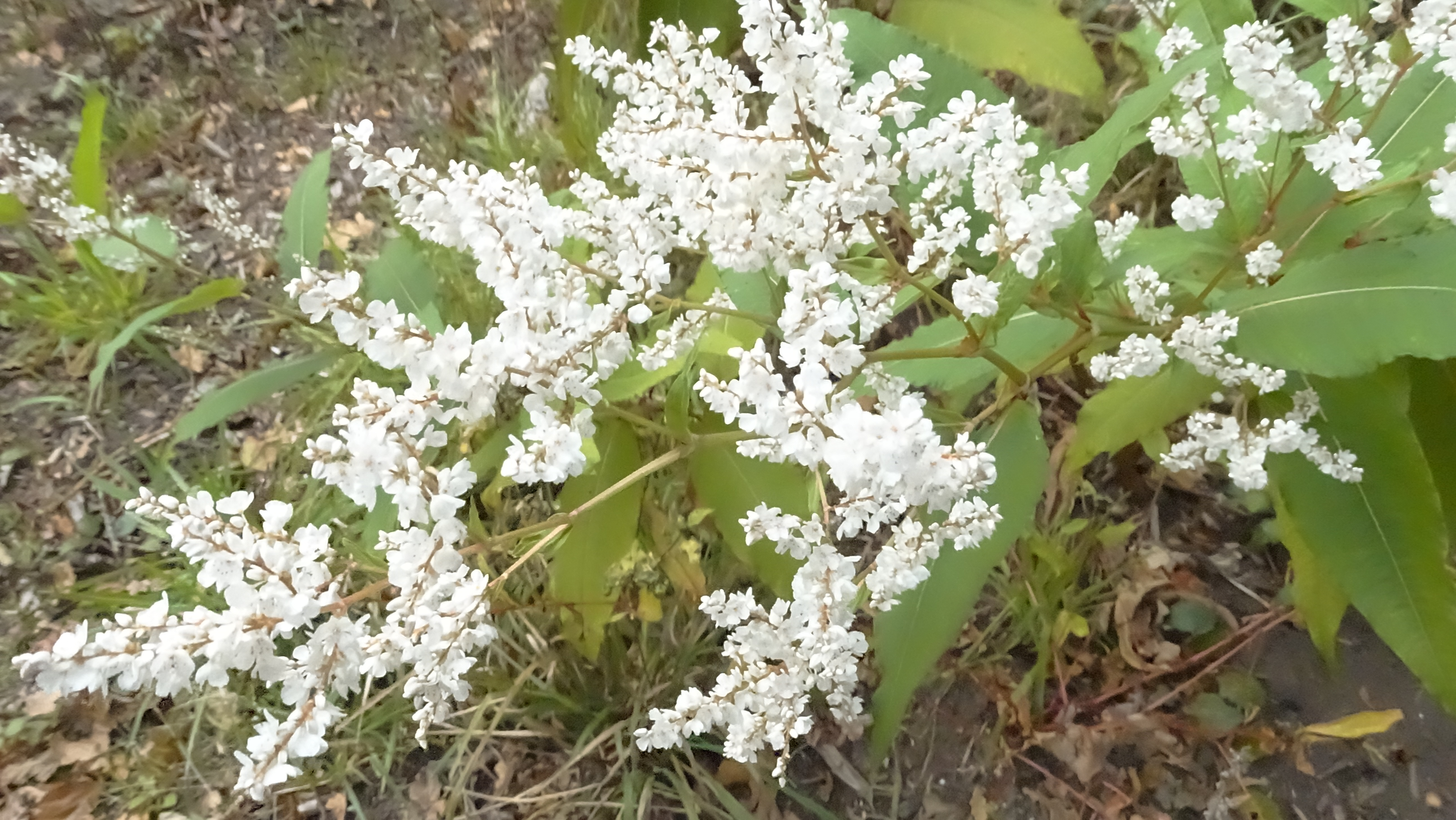 Persicaria wallichii (door Esther Vreeling)