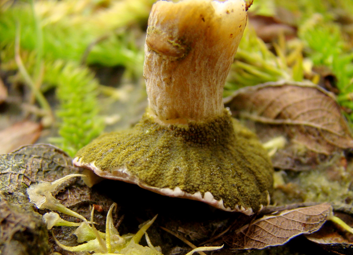 Hypomyces viridis (door Joop Verburg)