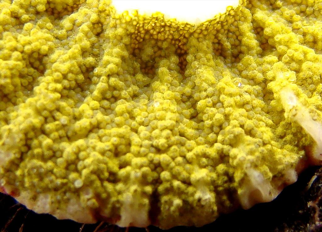 Hypomyces viridis (door Joop Verburg)