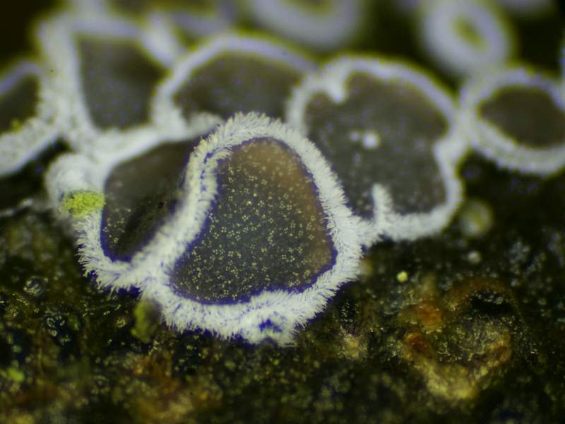 Lachnella alboviolascens (door Marian Jagers)