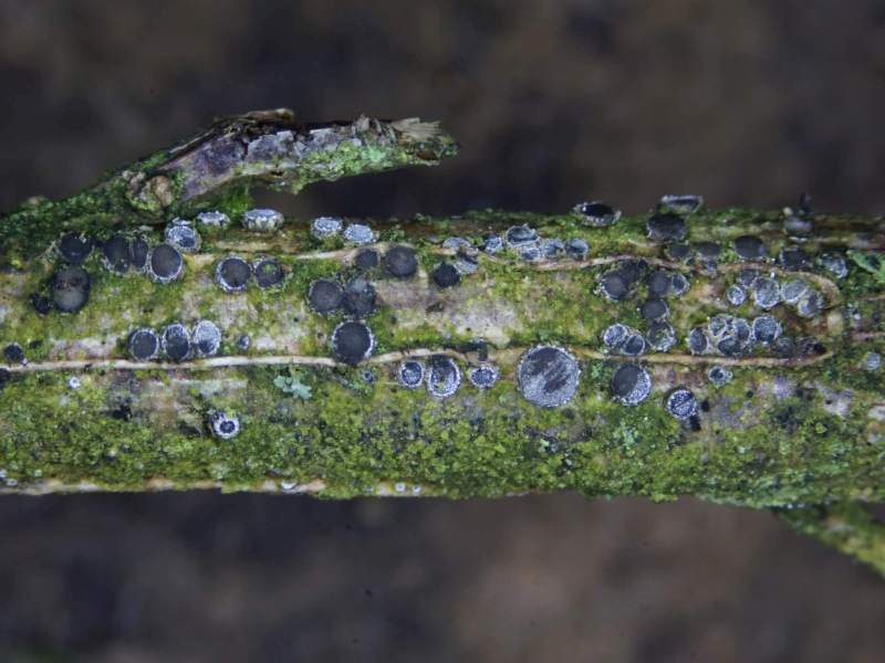 Schizoxylon compositum (door Marian Jagers)