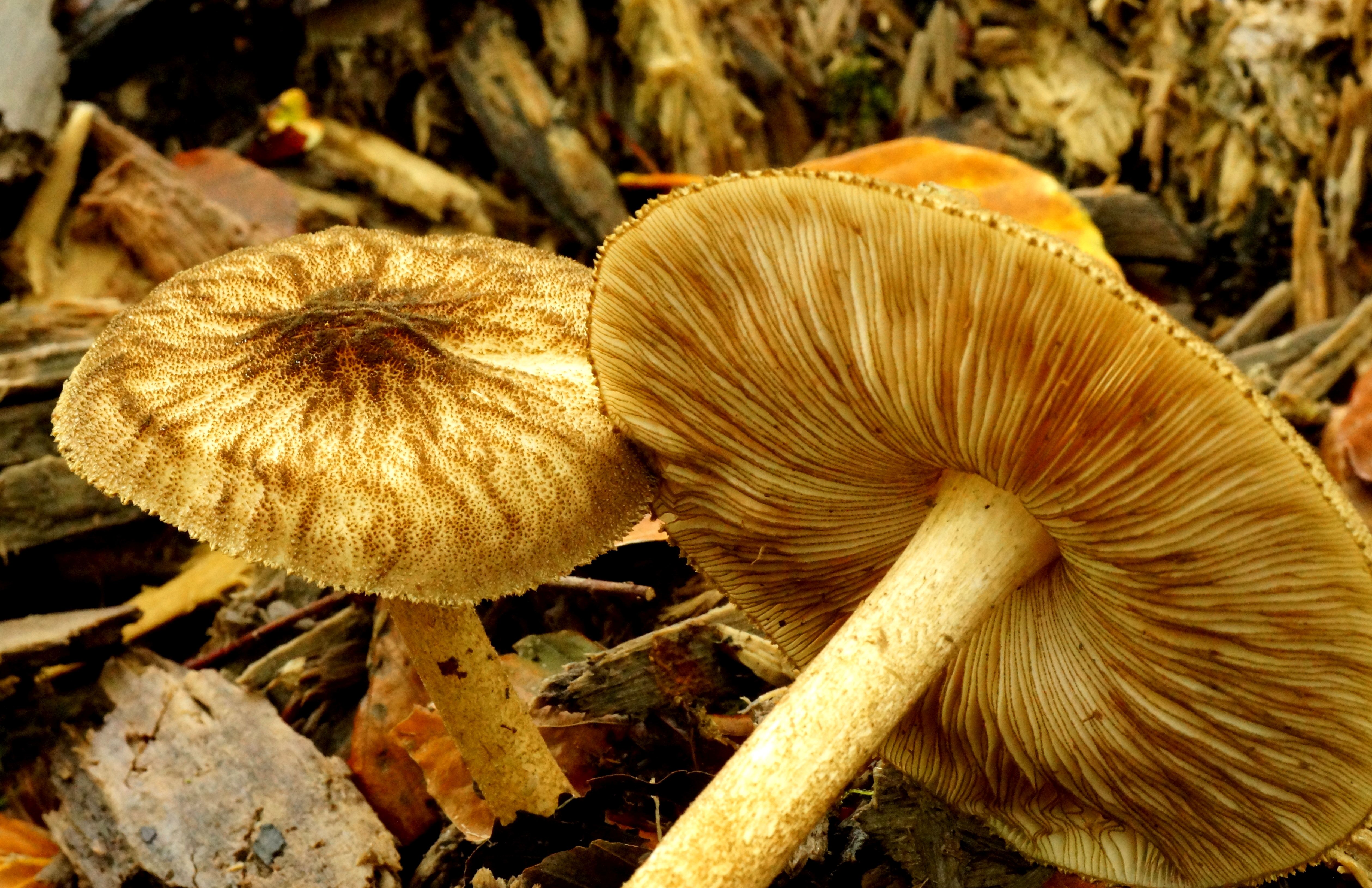 Pluteus umbrosus (door Jelle bakker)