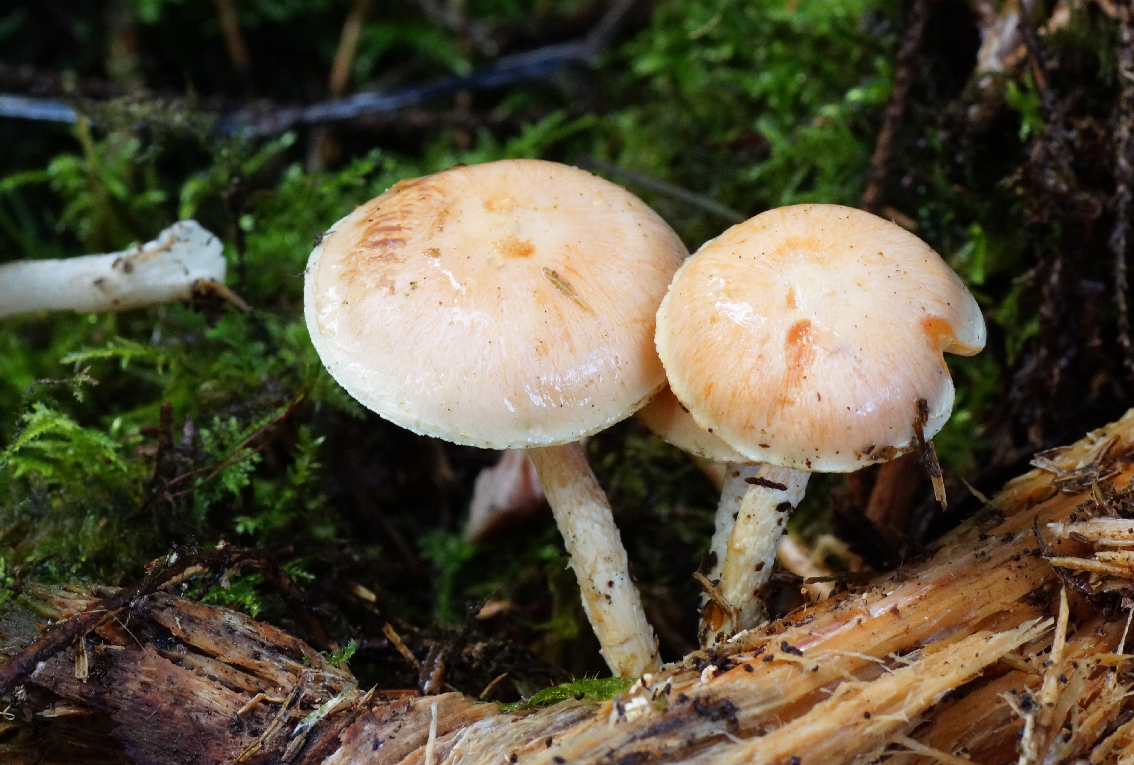 Pholiota astragalina (door Jelle bakker)