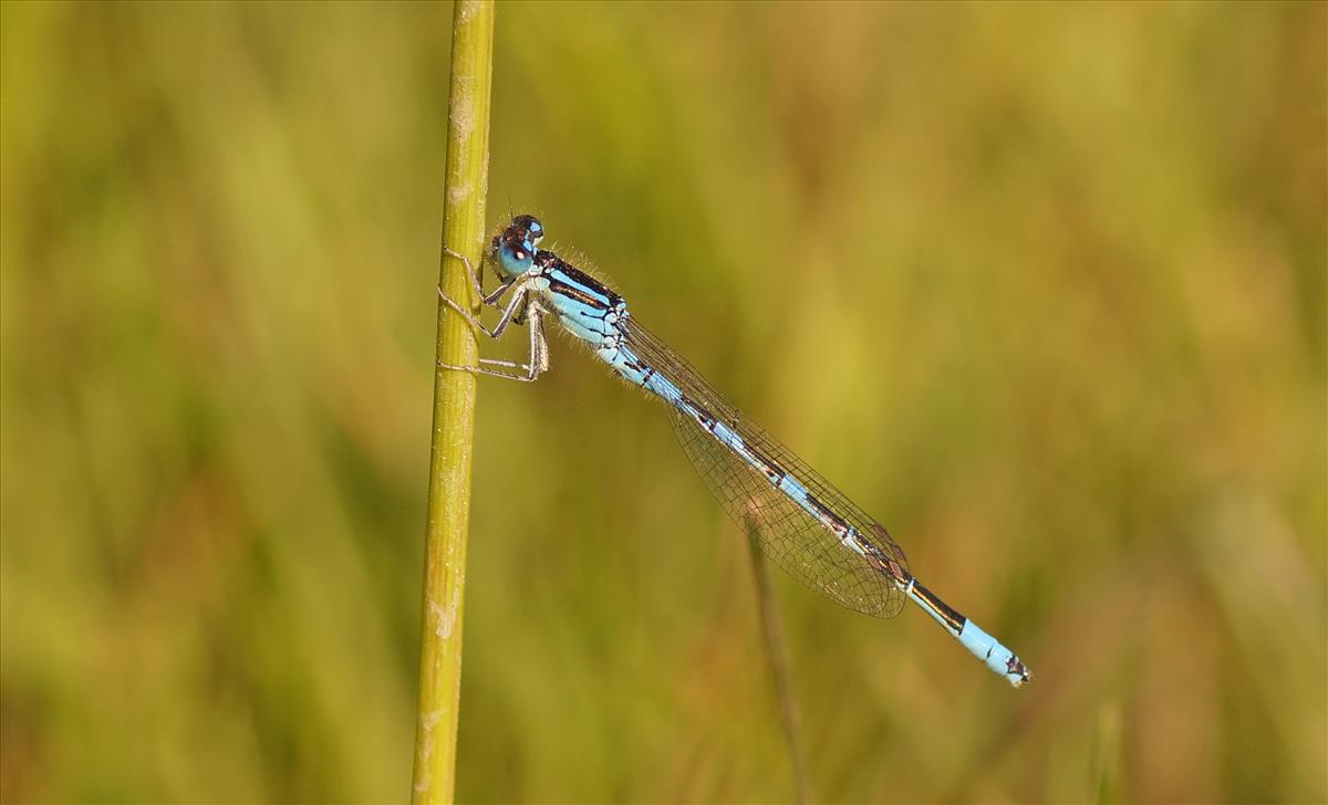 Coenagrion scitulum (door Jelle Bakker)