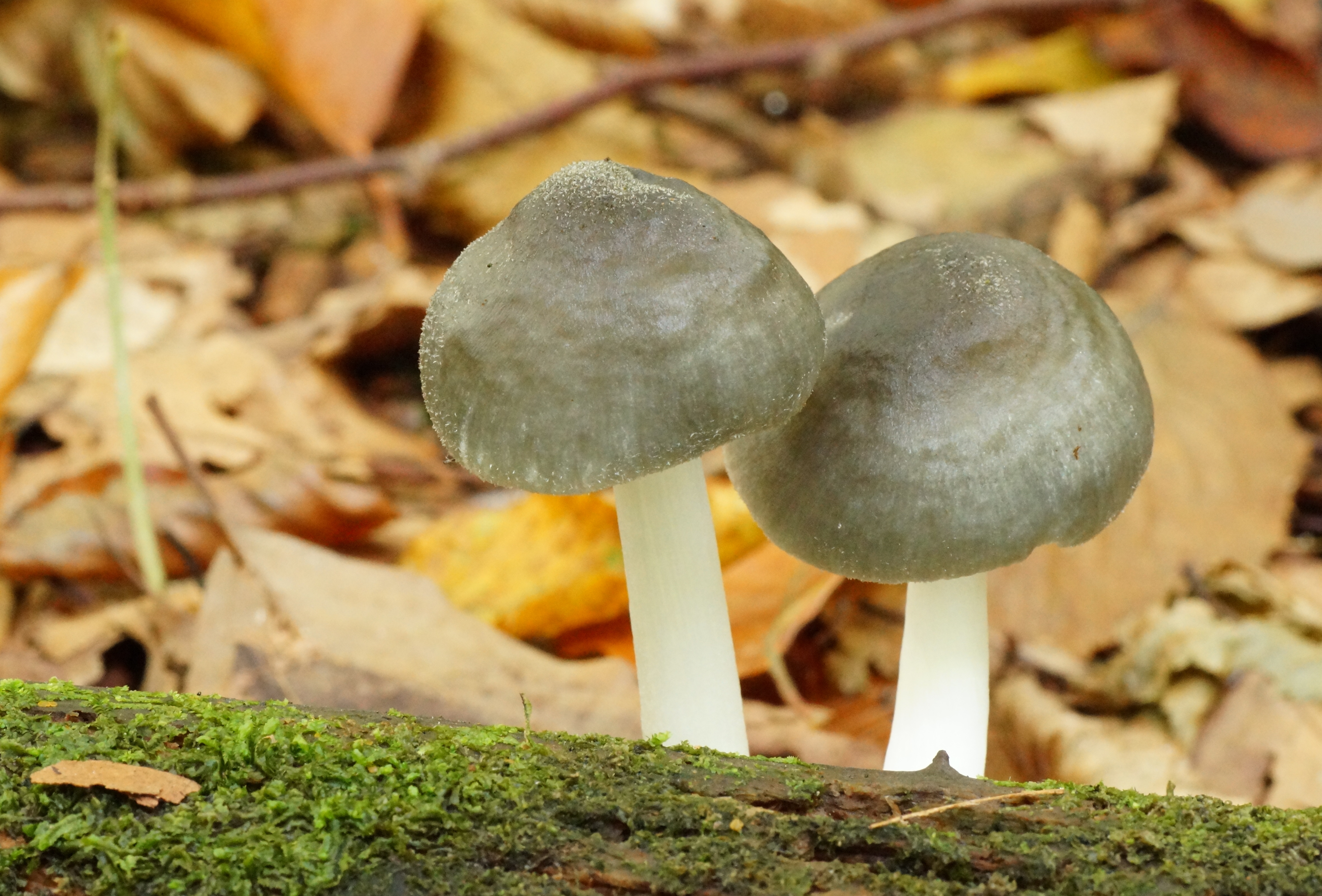 Pluteus salicinus (door Jelle bakker)