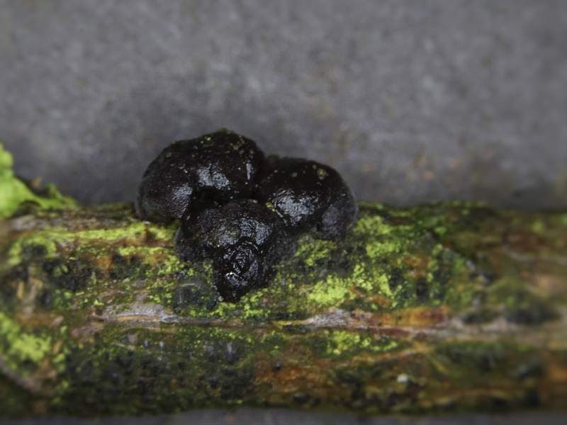 Tremella moriformis (door Marian Jagers)