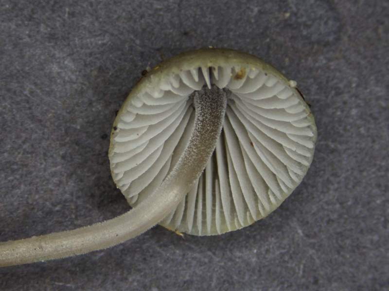 Mycena amicta (door Marian Jagers)