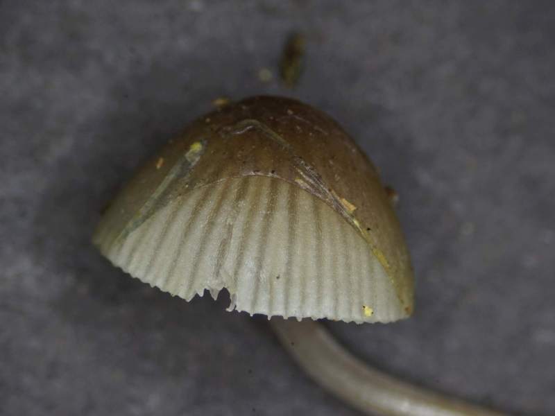 Mycena amicta (door Marian Jagers)